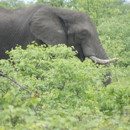 The Beverly Hills Guest Lodge Phalaborwa Luaran gambar