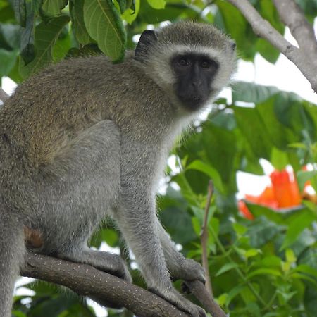 The Beverly Hills Guest Lodge Phalaborwa Luaran gambar