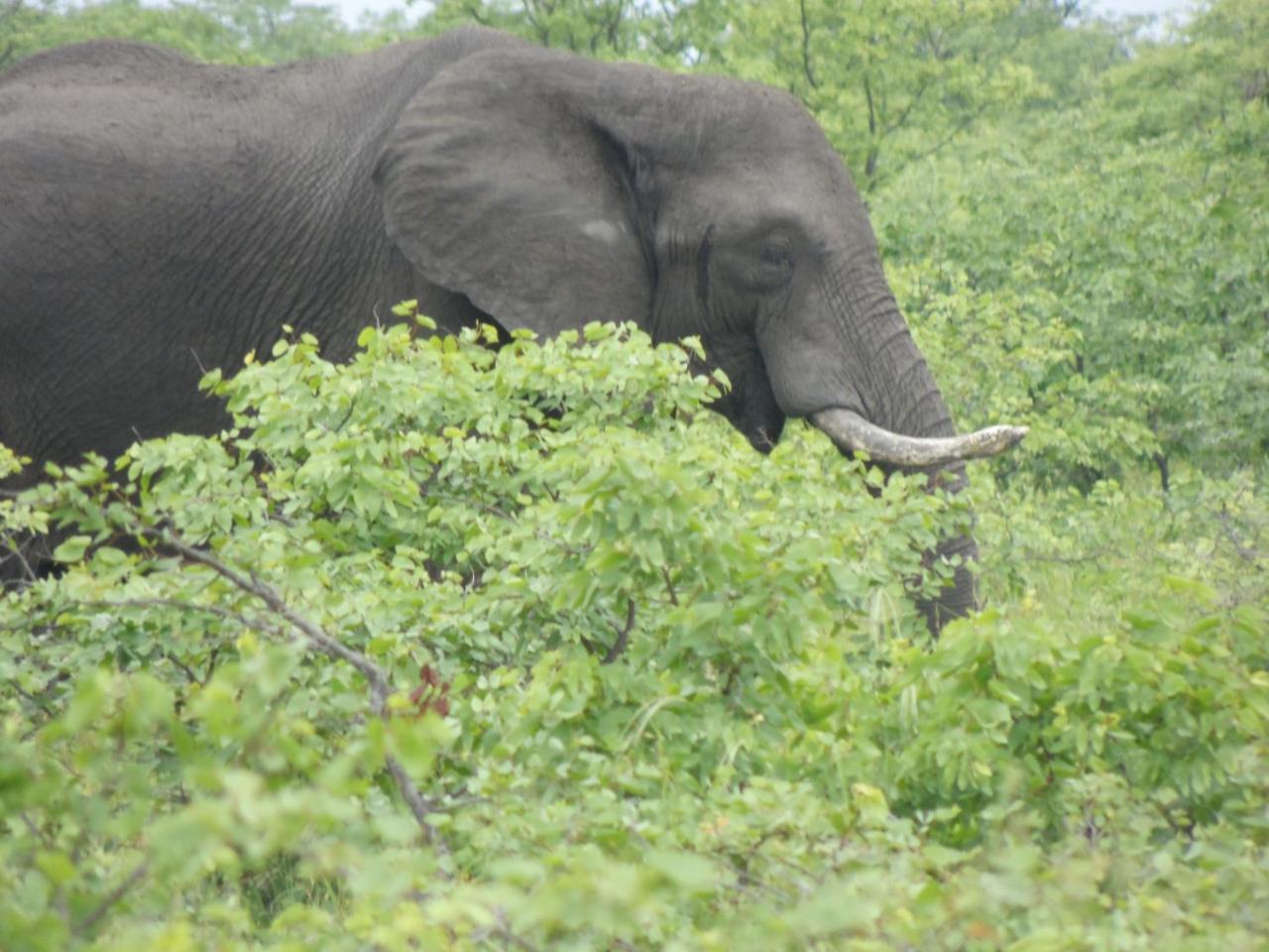 The Beverly Hills Guest Lodge Phalaborwa Luaran gambar